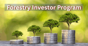 Forestry investor program with growing trees on stacked coins